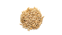 ORGANIC RYE KERNELS