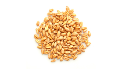 ORGANIC WHEAT