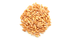 ORGANIC SPELT KERNELS, HULLED