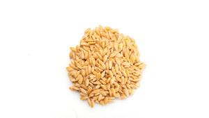 ORGANIC WHOLE EINKORN